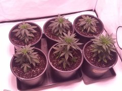 Amg grow 1.jpg