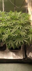 Spécial Kush 1.jpg