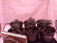 Amg grow.jpg