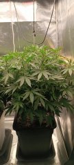 Spécial Kush 2.jpg