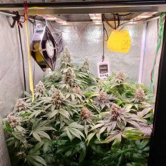 2 OMG (Ripper seeds) Côté Gauche + 2 Bubblegum X Purple Punch (Philosopher seed) Côté Droit