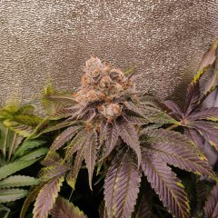 Bubblegum X Purple Punch (Philosopher Seeds) F+43 🤩