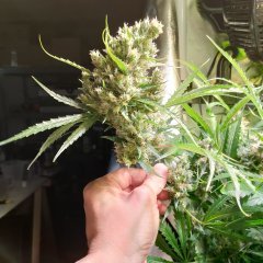 Grapefruit (Female Seeds)