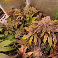 Bubblegum X Purple Punch (Philosopher Seeds) F+55 (12/12 +70) 😍