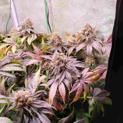 Compress_20231023_223555_5582.jpg