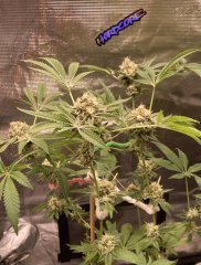 IMG_1479.jpeg
