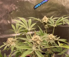 IMG_1480.jpeg