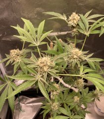 IMG_1482.jpeg