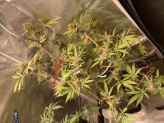 IMG_1483.jpeg