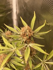 IMG_1485.jpeg