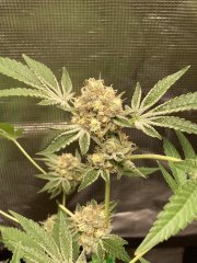 IMG_1488.jpeg