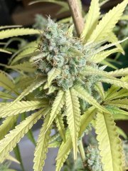IMG_1491.jpeg