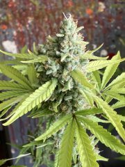 IMG_1492.jpeg