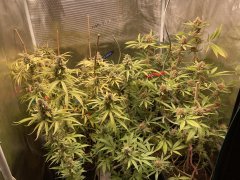 IMG_1504.jpeg