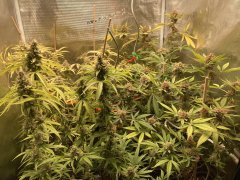 IMG_1562.jpeg
