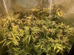 IMG_1563.jpeg