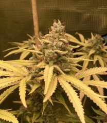 IMG_1584.jpeg