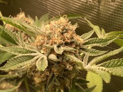 IMG_1590.jpeg