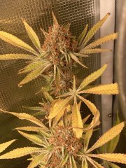 IMG_1636.jpeg