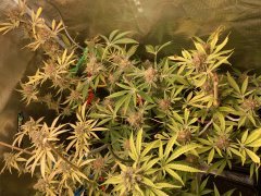 IMG_1637.jpeg