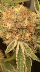 IMG_1654.jpeg