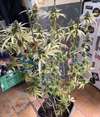 IMG_1703.jpeg