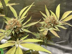 IMG_1712.jpeg