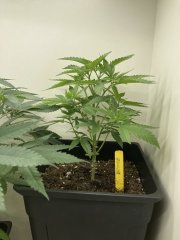 IMG_1730.jpeg