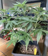 IMG_1734.jpeg