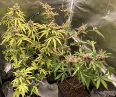 IMG_1757.jpeg