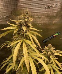 IMG_1758.jpeg
