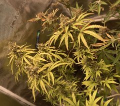 IMG_1760.jpeg
