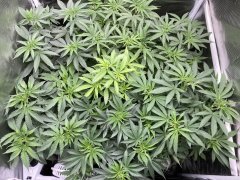 IMG_1786.jpeg