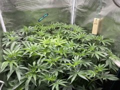 IMG_1816.jpeg