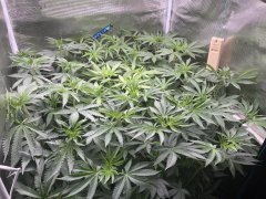 IMG_1827.jpeg
