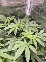 IMG_1843.jpeg