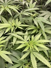 IMG_1844.jpeg