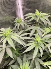 IMG_1845.jpeg