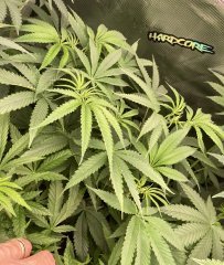 IMG_1850.jpeg