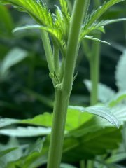 IMG_1899.jpeg