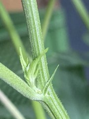 IMG_1905.jpeg
