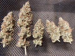 IMG_1906.jpeg