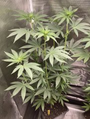 IMG_1912.jpeg