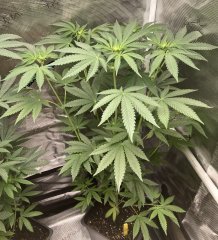 IMG_1915.jpeg