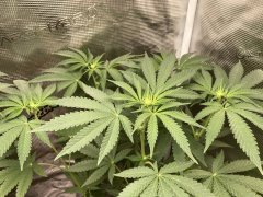 IMG_1916.jpeg