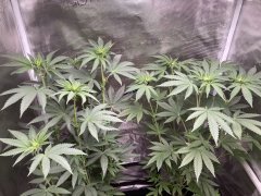 IMG_1918.jpeg