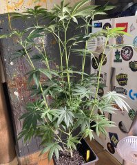 IMG_1922.jpeg