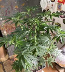 IMG_1923.jpeg
