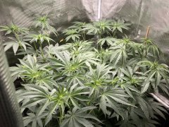 IMG_1927.jpeg