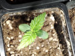 IMG_20220909_152236.jpg